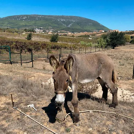 Quinta Do Selao Cabanas de Torres
