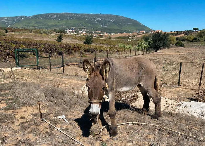 Quinta Do Selao Cabanas de Torres